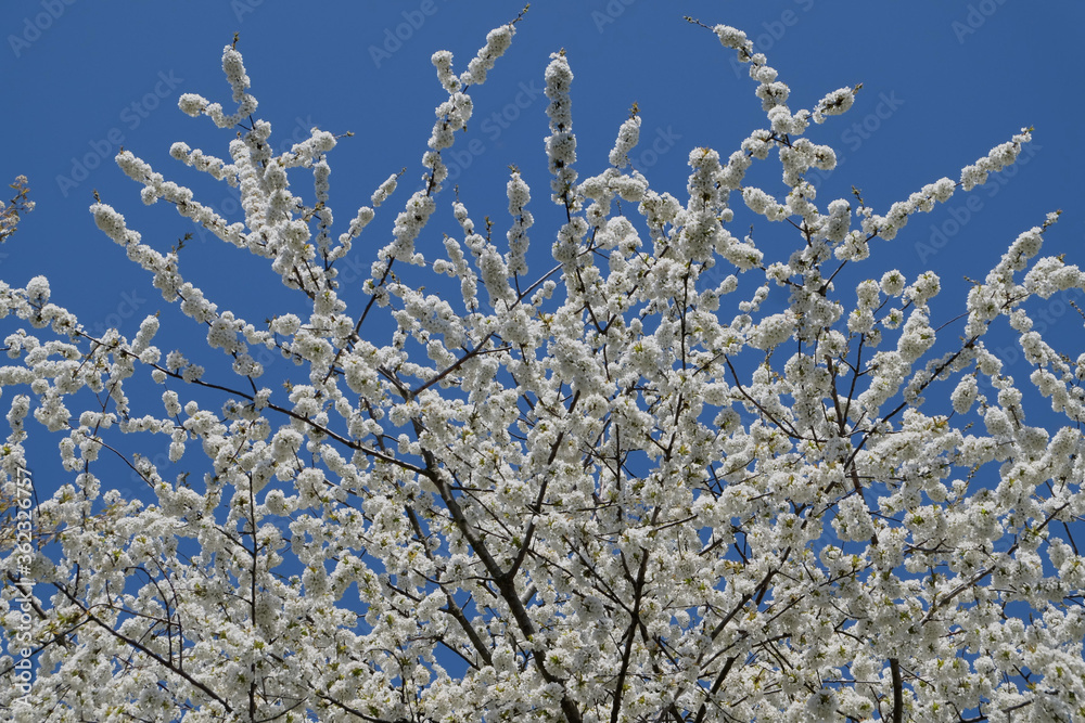 Branch of cherry blossoms flower and clearly blue sky Branch of cherry blossoms flower and clearly blue sky