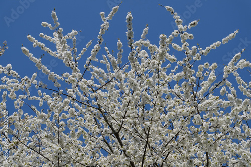 Branch of cherry blossoms flower and clearly blue sky © Yana