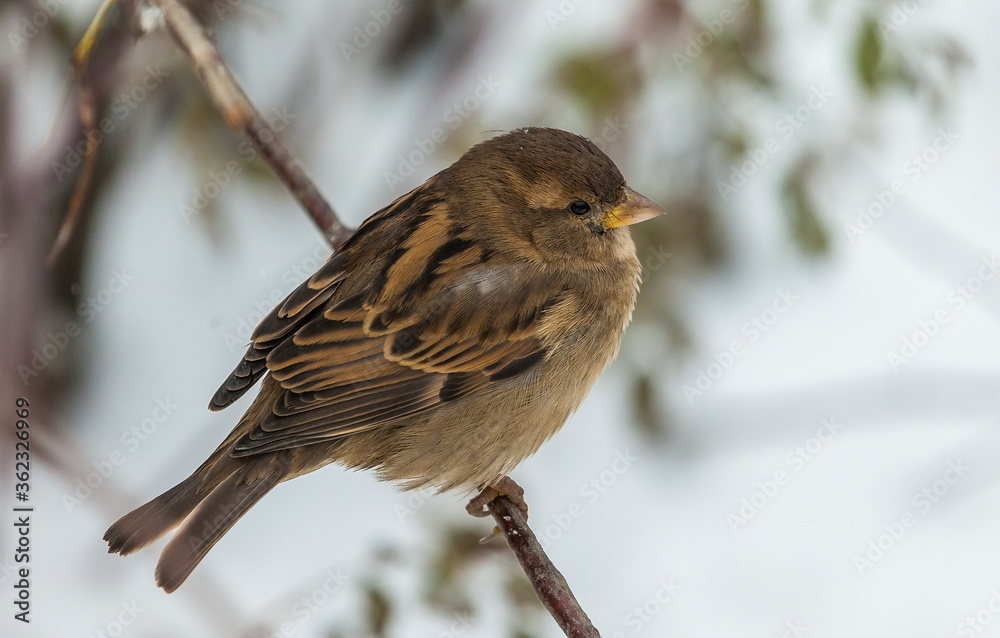 Bird Sparrow on a branch in a city Park in autumn Bird Sparrow on a branch in a city Park in autumn