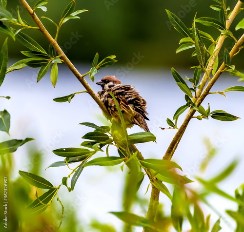 Bird Sparrow on a branch of willow in the summer