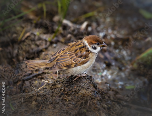 Bird Sparrow on the ground in summer © Александр Коликов