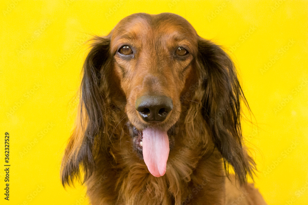 long-haired dachshund portrait
