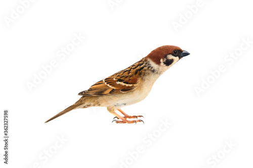 Sparrows as the most common birds in human environment. Eurasian tree sparrow (Passer montanus) in dynamics isolated on white background photo