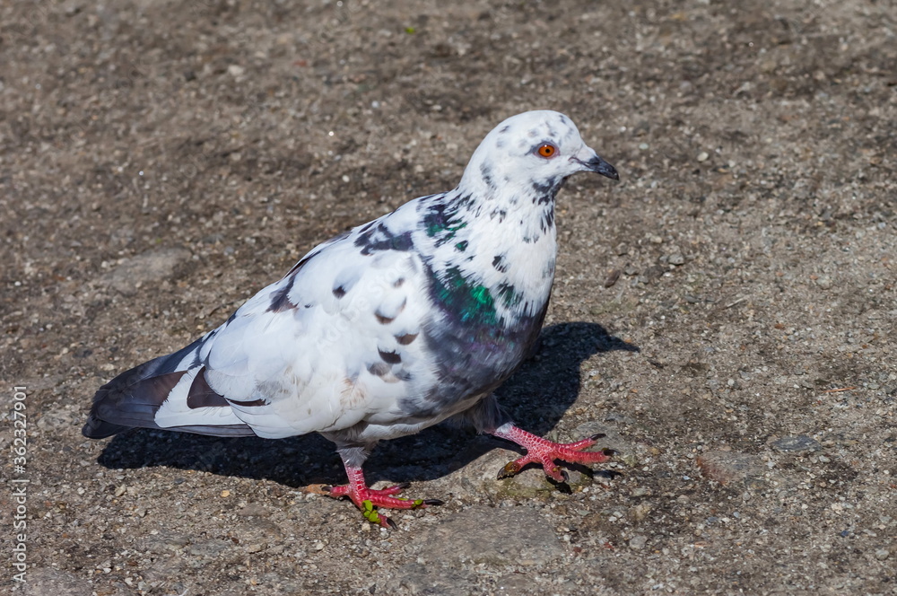 Bird dove on the background of the earth Bird dove on the background of the earth