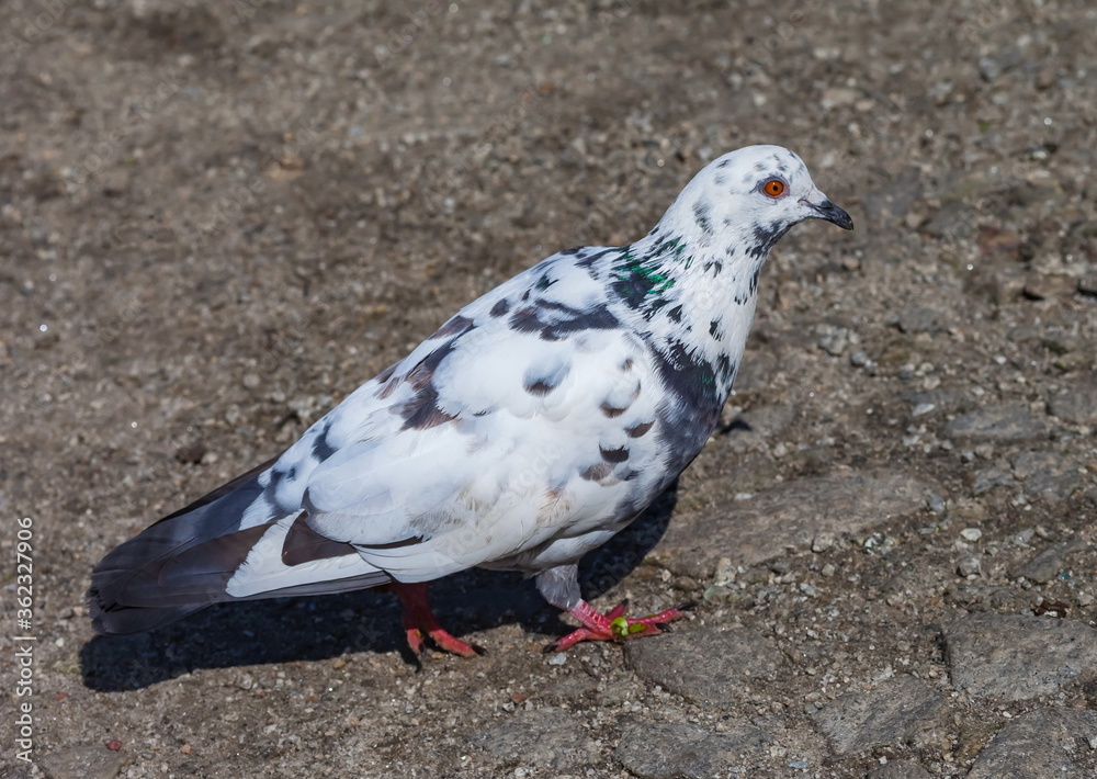Bird dove on the background of the earth Bird dove on the background of the earth