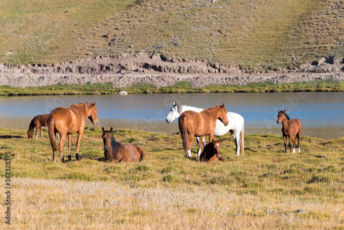 Horses on the side of Tulpar Kol Lake in Alay Valley, Osh, Kyrgyzstan. Pamir mountains in Kyrgyzstan. photo