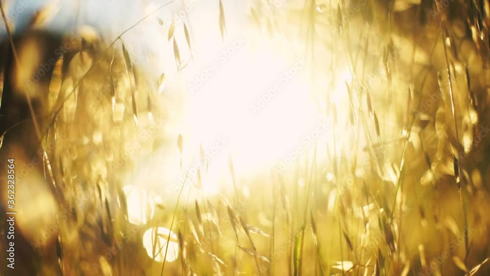 Summer field close up