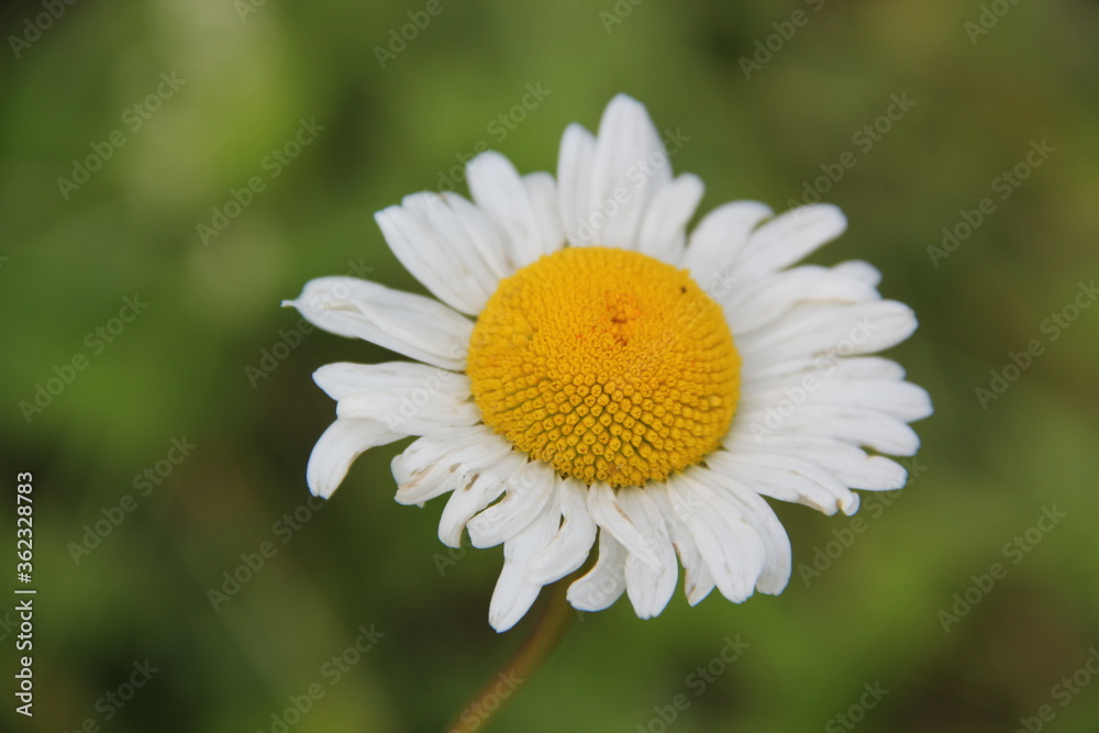 Field of daisies and chamomiles Field of daisies and chamomiles