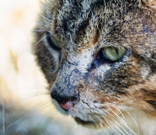 Wild stray cat in village. A very wayward and cunning cat walks around village in spring photo