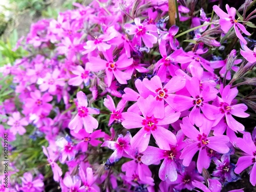 purple flowers in the garden