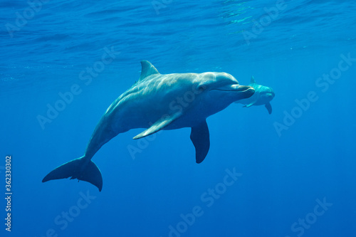 Swim with dolphins © Nobu Otsuka