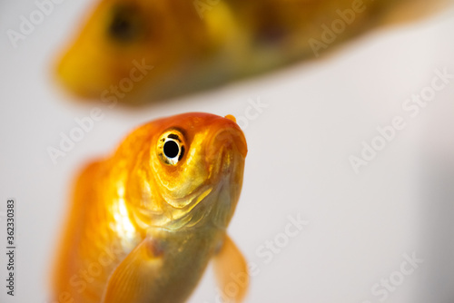 2 goldfish, one in focus looking at the camera