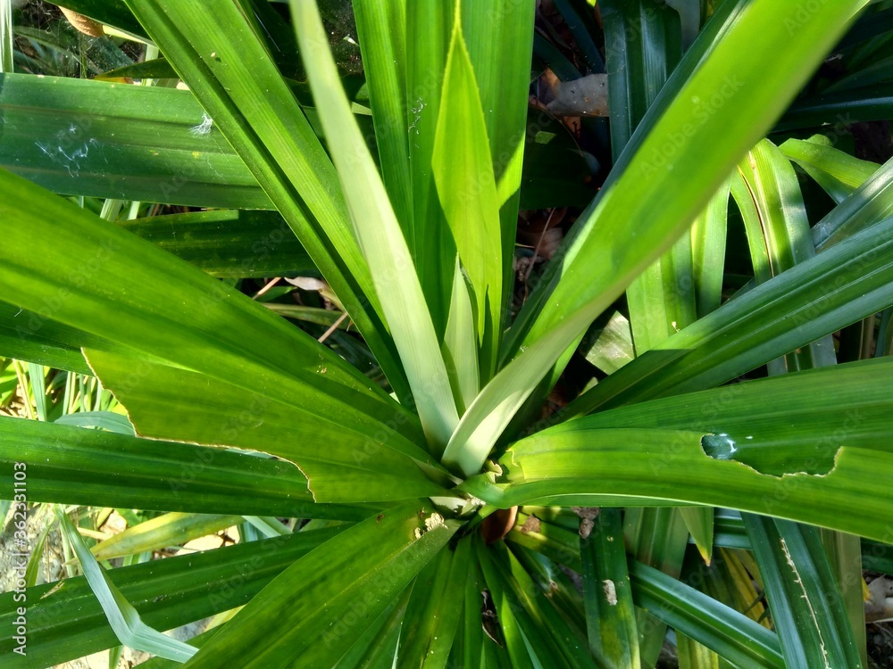 Obraz premium Pandanus amaryllifolius (Indonesian called pandan wangi) with a natural background