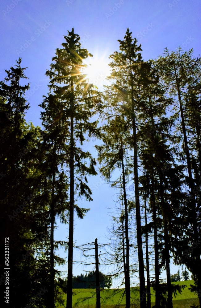 Obraz premium sonniger Waldtag