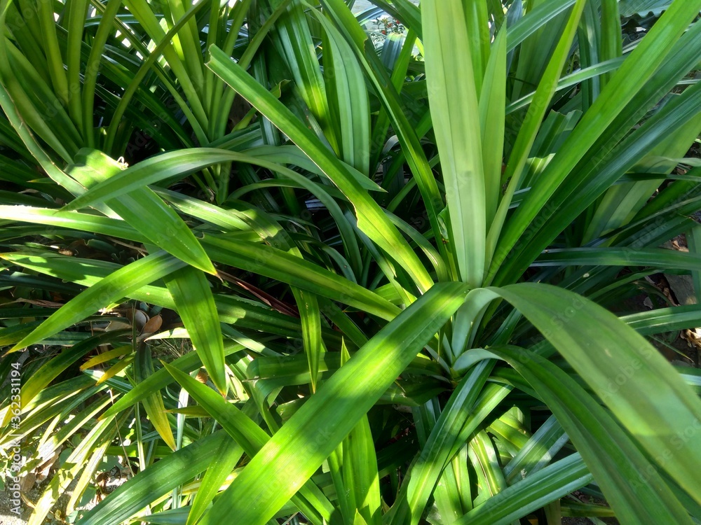 Pandanus amaryllifolius (Indonesian called pandan wangi) with a natural background Pandanus amaryllifolius (Indonesian called pandan wangi) with a natural background
