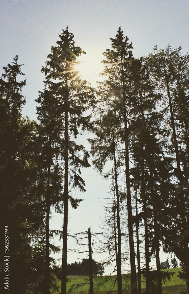 Bäume und Sonne