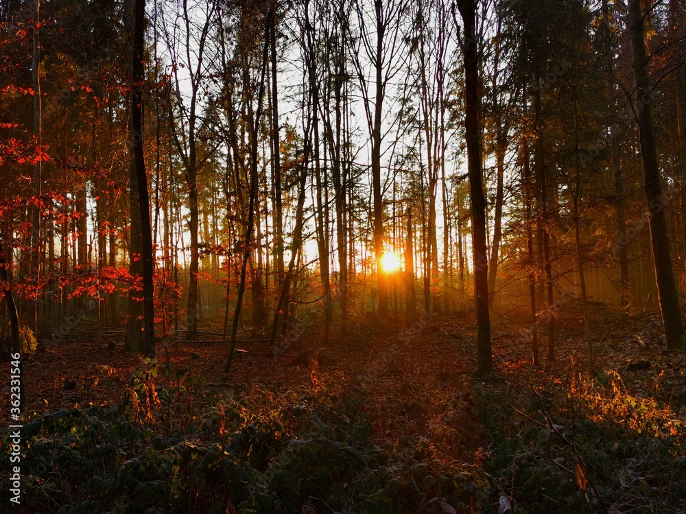 Obraz premium Herbstlichter im Wald