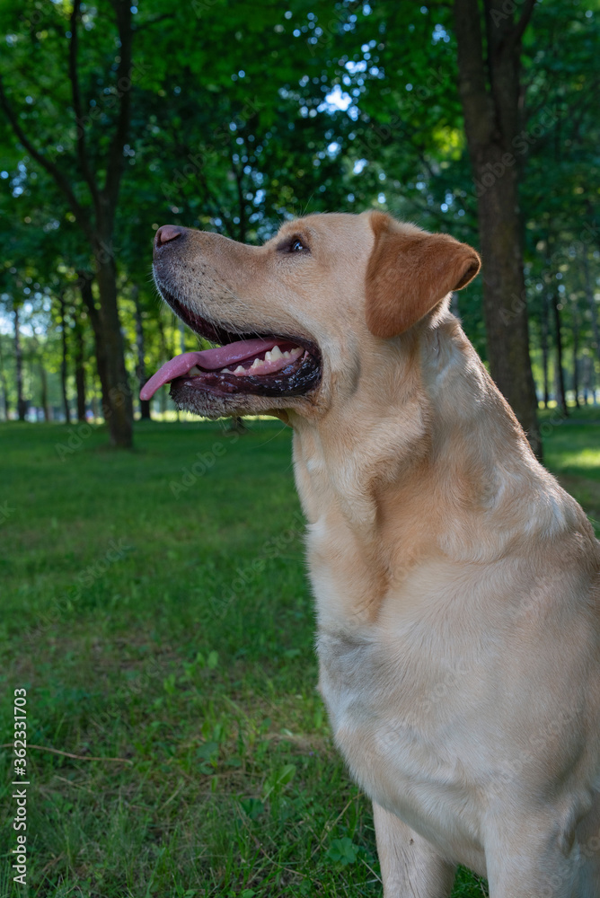 Portrait of a pale-yellow labrador retriverv park. Photographed close-up. Portrait of a pale-yellow labrador retriverv park. Photographed close-up.