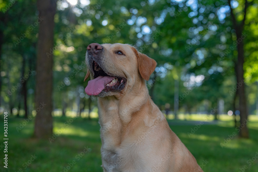 Portrait of a pale-yellow labrador retriverv park. Photographed close-up. Portrait of a pale-yellow labrador retriverv park. Photographed close-up.