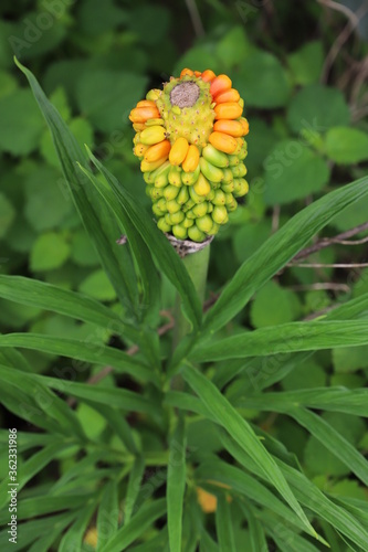 yellow arisaema in african forest photo