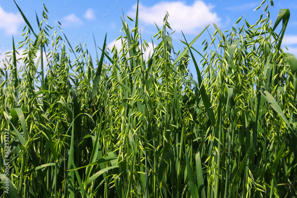 Young green oats on the field in sunlight. Oat field on a background of blue sky and white clouds. Field of young green oats. The concept of a good harvest, agricultural industry. Young green oats on the field in sunlight. Oat field on a background of blue sky and white clouds. Field of young green oats. The concept of a good harvest, agricultural industry.