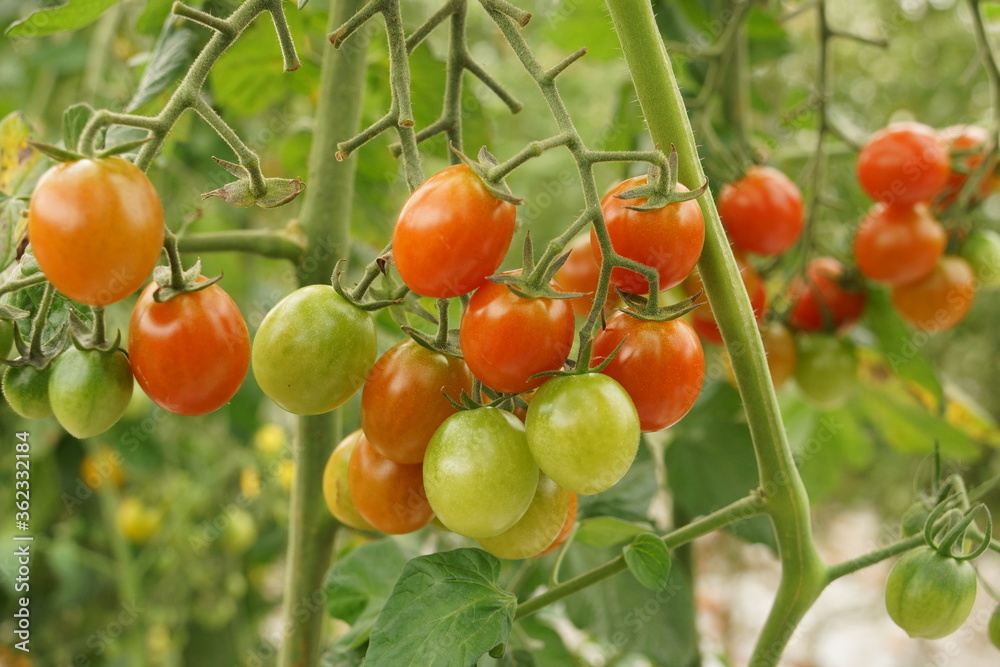 organic tomatoes grown in Hertog Jan culinary garden