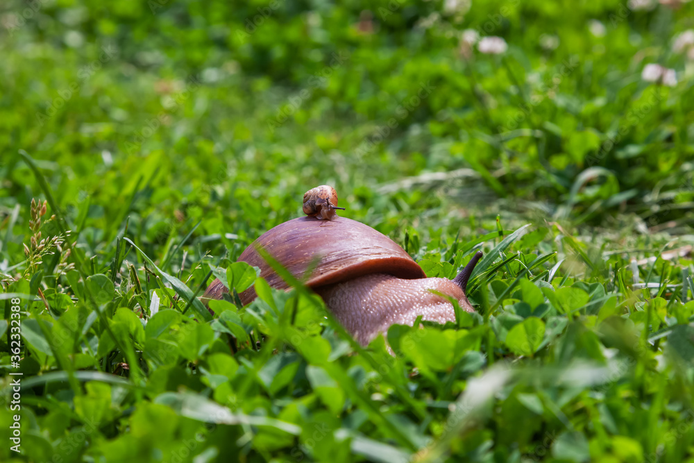 Obraz premium Two snails, a small one sitting on the shell of a large one. The concept of friendship and mutual assistance. A maroon snail (Helix pomatia) crawls in close-up on the green grass.