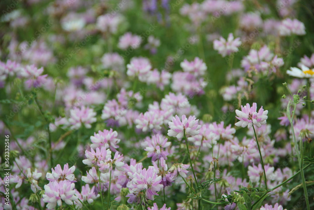 Background of Wildflowers Field Nature Background of Wildflowers Field Nature