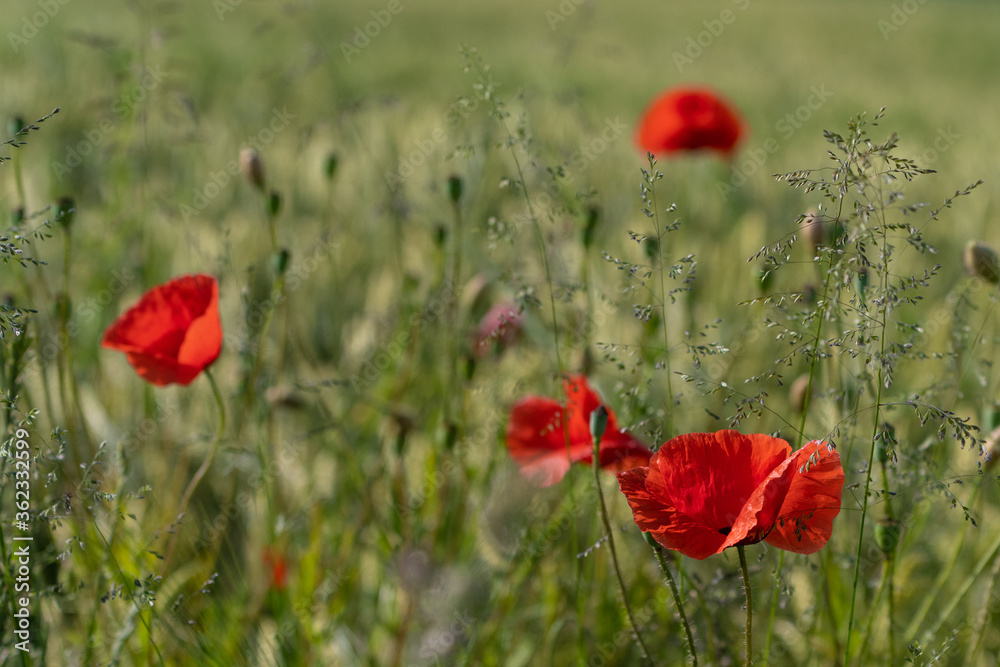 Fototapeta premium Klatschmohn Blüten vor grün gelben Weizenfeld im Sonnenlicht