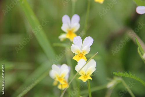 Background of Wildflowers Field Nature
