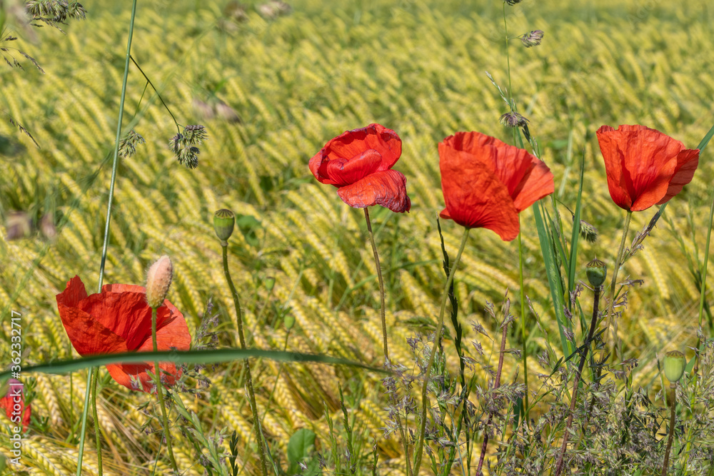 Obraz premium Klatschmohn Blüten vor grün gelben Weizenfeld im Sonnenlicht