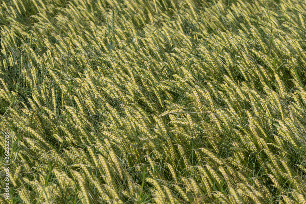Grüner Weizen auf Feld , Ausschnit Grüner Weizen auf Feld , Ausschnit