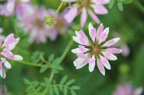 Background of Wildflowers Field Nature