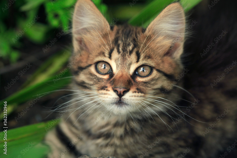 Portrait of fluffy wild cat