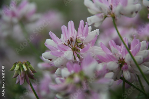 Background of Wildflowers Field Nature