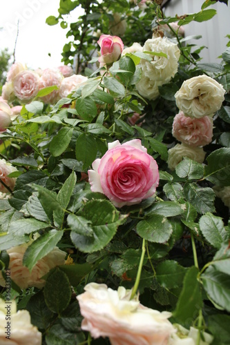 Pink and White roses 