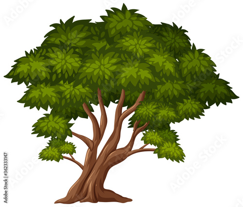 One big tree on white background