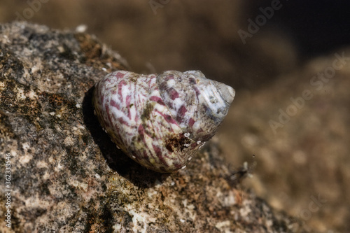 colorful snail underwater.colorful snail shell