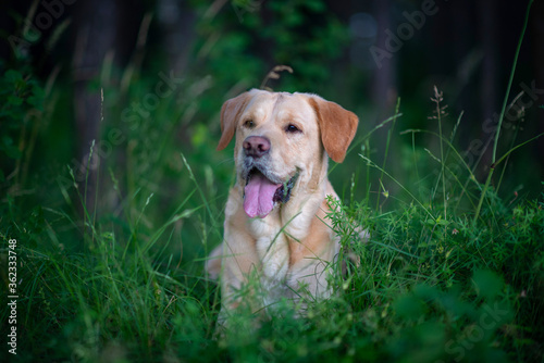 Portrait of a pale-yellow labrador retriever in the woods. Photographed close-up. 