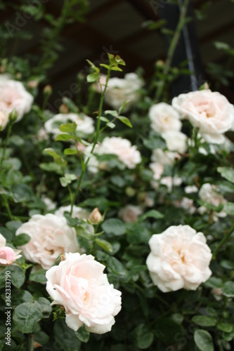 white roses in a garden