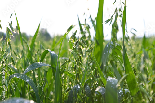 Young green oats on a field in rainy weather. Oat field with raindrops. Field of young green oats. The concept of a good harvest, agricultural industry.