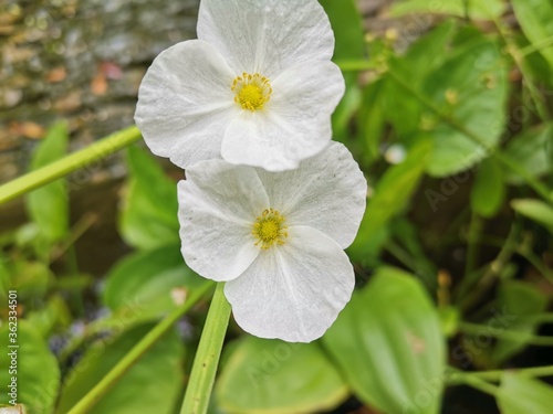 spring flowers in the garden