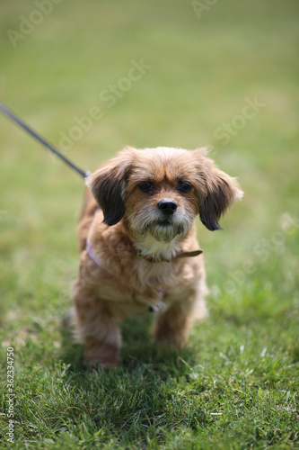 A dog on a leash sits and watches in a grassy park.