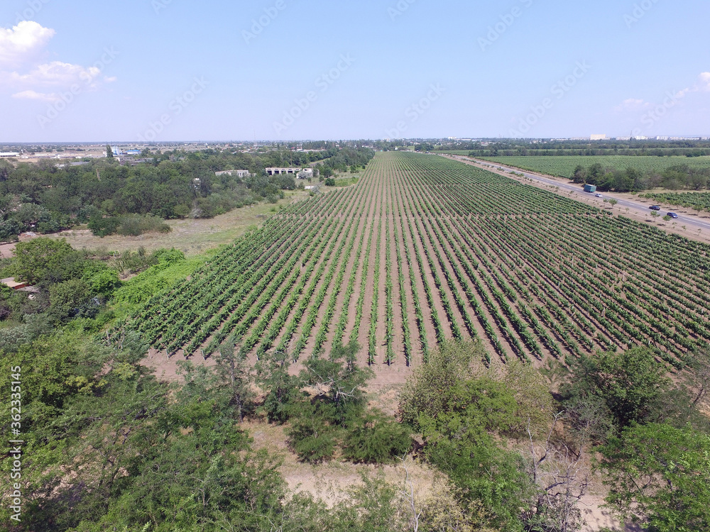 A summer vineyard shot (drone aerial view)
