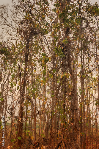 Winter (February) deciduous and semi-deciduous tropical forests in the mountains of Southeast Asia. photo