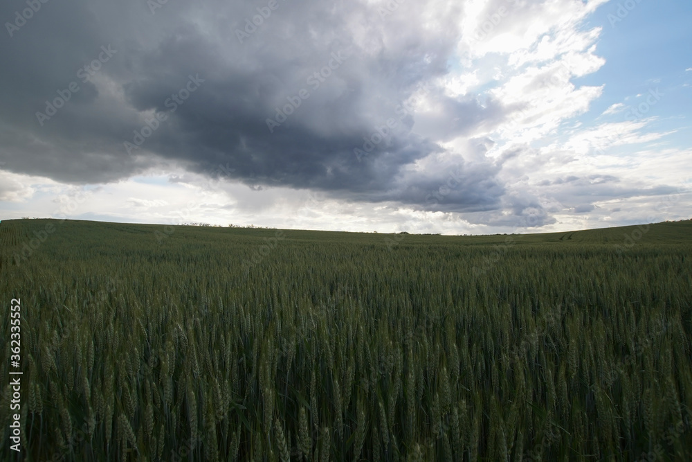Stormy summer day over barley or wheat field. The cloud is dark gray over the farmland.