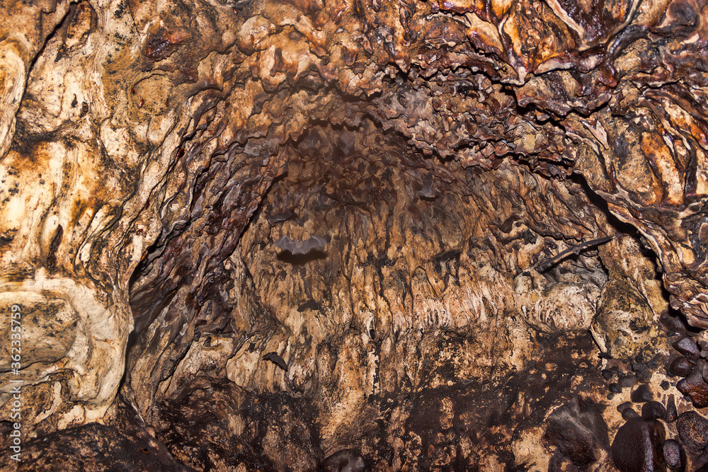 Tens of thousands of bats in huge caves in Southeast Asia. Animals hang ... Biology Diagrams