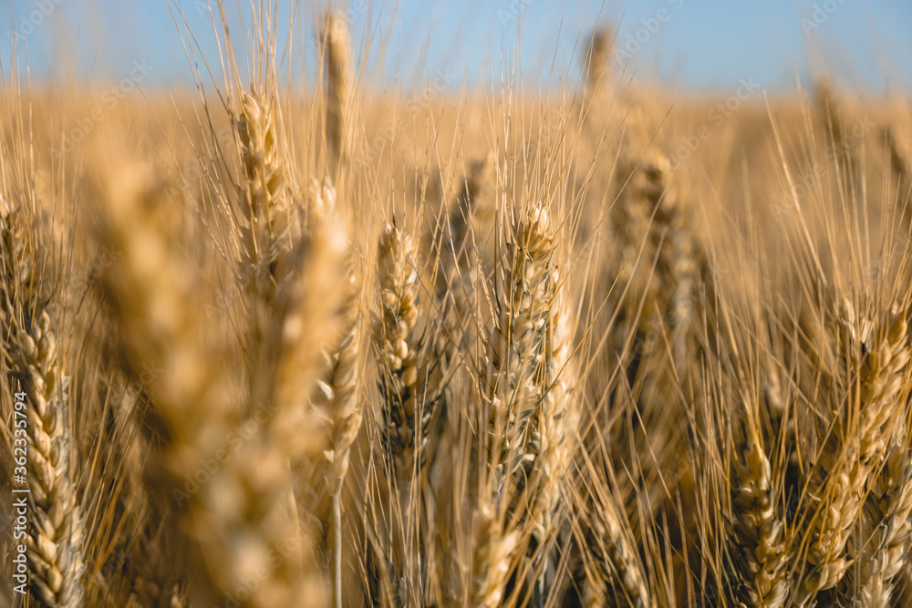 Fototapeta premium spikelets of golden wheat in bright sunlight on the field. selective focus. Agriculture, agronomy, industry concept