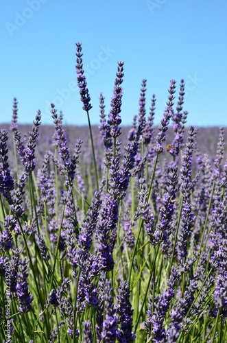 Fototapeta Naklejka Na Ścianę i Meble -  Lavender field in Provence, France, closeup of purple flowers, blue sky background