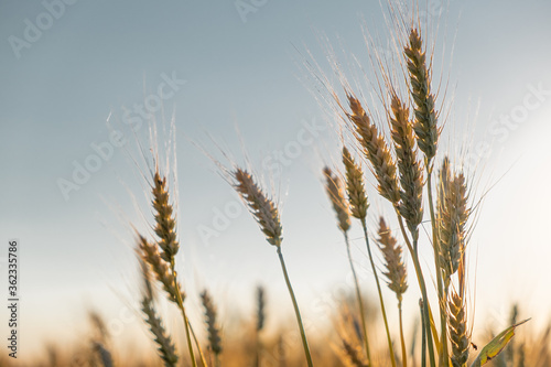 spikelets of golden wheat in bright sunlight on the field. selective focus. Agriculture, agronomy, industry concept